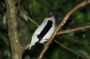 Trinidad2005 - 098 * Bearded Bellbird.